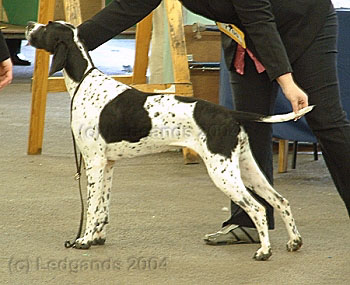 1st Special Yearling Bitch